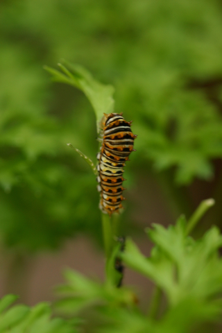 Eastern black swallowtail butterfly: Second larval instar