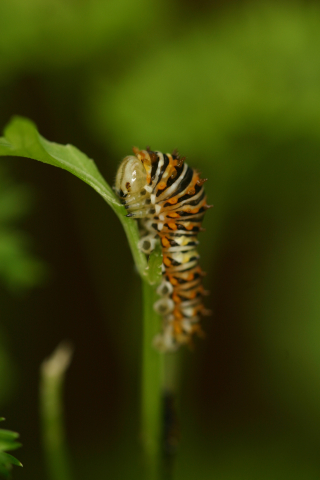 Eastern black swallowtail butterfly: Second larval instar