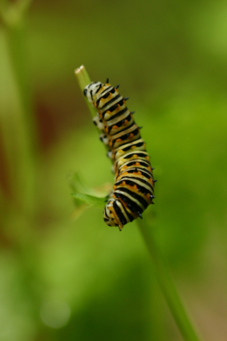 Eastern black swallowtail butterfly: Third larval instar