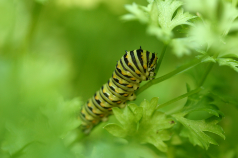 Eastern black swallowtail butterfly: Third larval instage