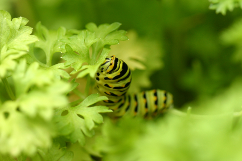 Eastern black swallowtail butterfly: Third larval instage