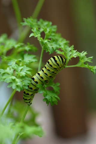 Eastern black swallowtail butterfly: Third larval instar