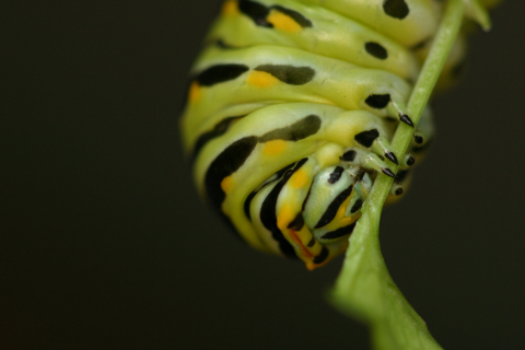 Eastern black swallowtail butterfly: Third larval instar