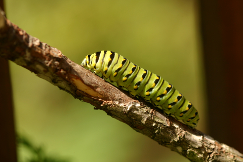 Eastern black swallowtail butterfly: Third larval instage