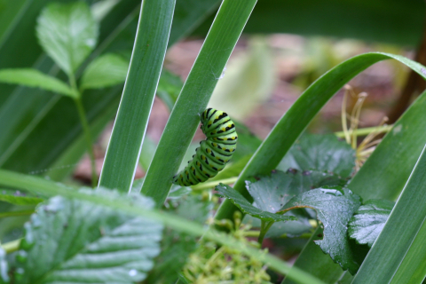 Eastern black swallowtail butterfly: Forming a chrysalis