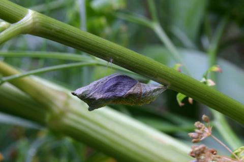 Eastern black swallowtail butterfly: Chrysalis