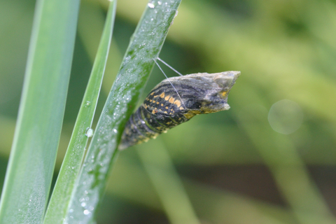 Eastern black swallowtail butterfly: Emerging from chrysalis