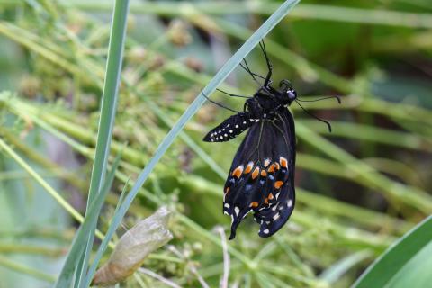 Eastern black swallowtail butterfly