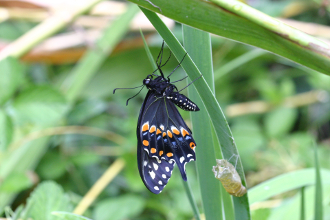 Eastern black swallowtail butterfly 