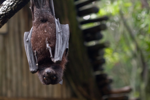 Flying fox bat