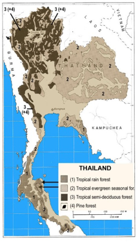 Forest growth in Thailand