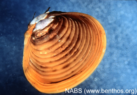 Freshwater clam