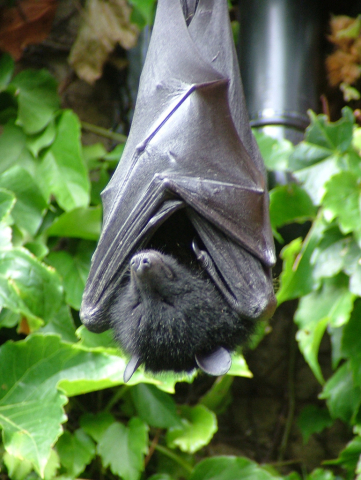 Livingstone's fruit bat