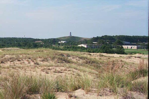 Non-native grasses at Run Hill Dune