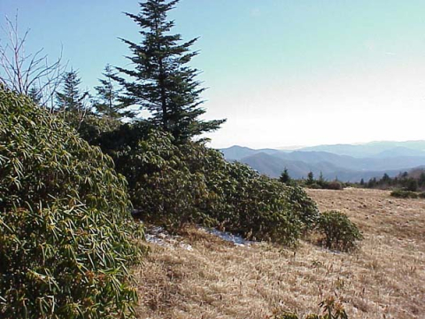 Grassy bald with spruce and rhododendron