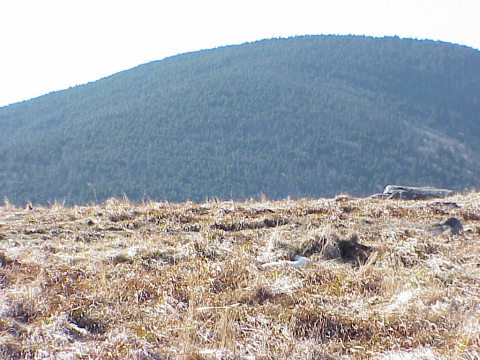 Grassy bald community