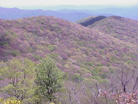 Transition to Northern Hardwood Forest