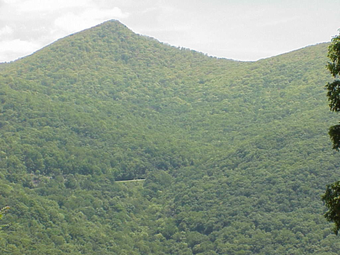 Northern Hardwood Forest Transition