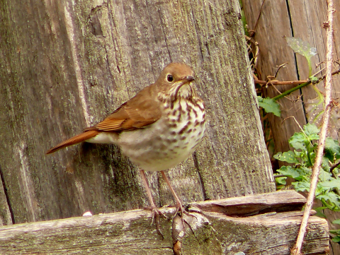 Hermit thrush