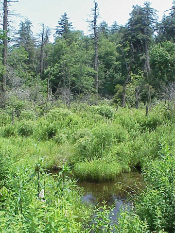 Plant communities at Highlands Plateau:Upper Slopes Forest