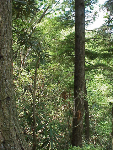 Plant communities in Highlands Plateau-Upper Slopes Forest