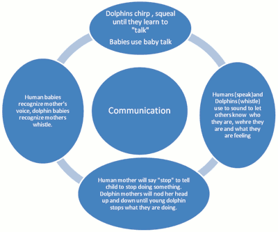 Diagram comparing human and dolphin communication