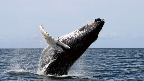 Humpback whale