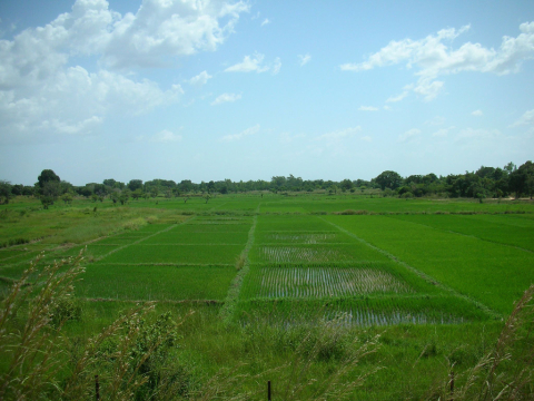 Rice field