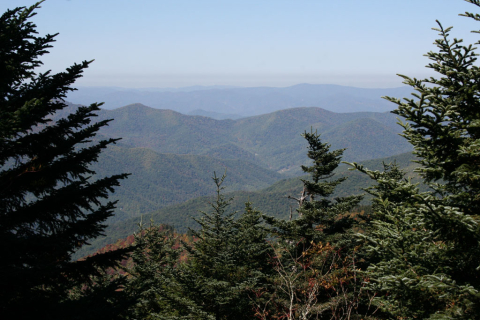 Fraser firs at Mount Mitchell State Park