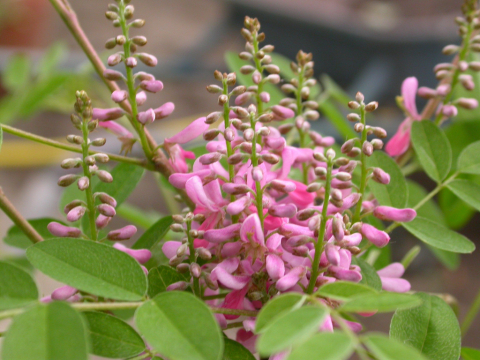 Indigofera tinctoria