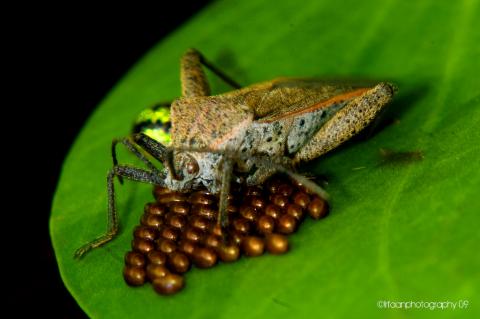 An insect and its eggs