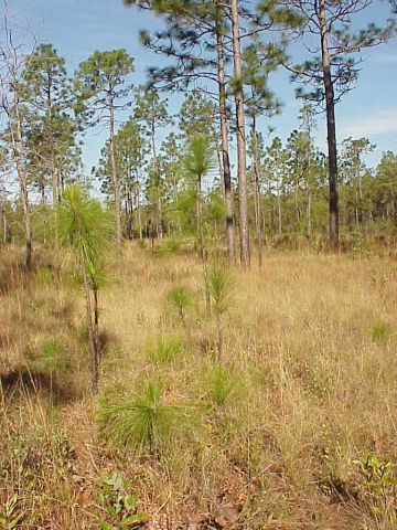 Longleaf pine adaptations to frequent fires