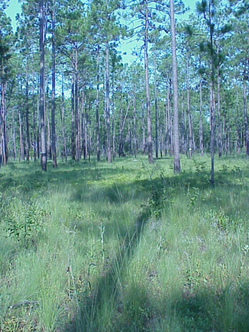 Longleaf Pine Forests become fire dependent