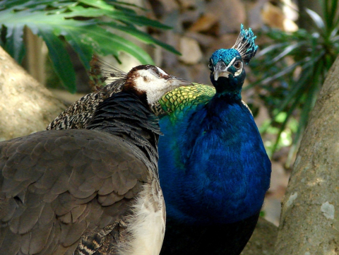 Male and female peacock