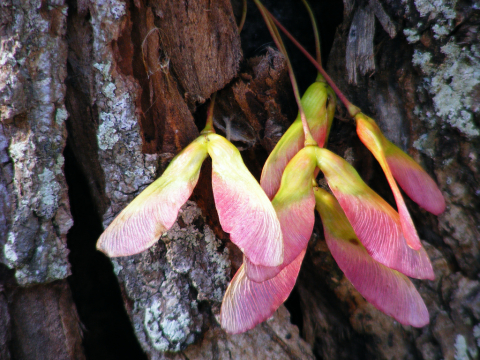 Maple tree seeds