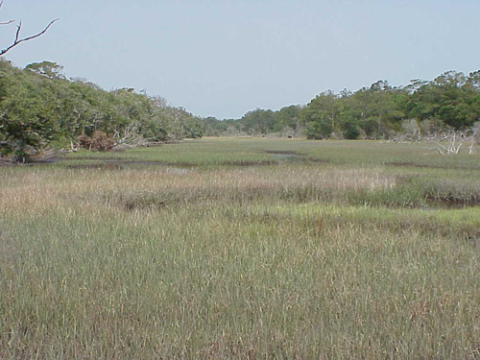 Maritime forest