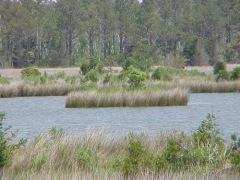 Flooded marsh-Carteret County