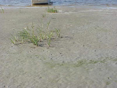 Salt marsh grass