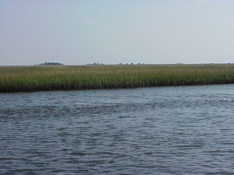 Marshes of Masonboro