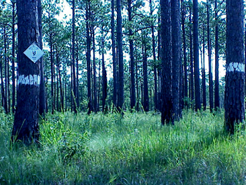 Mature pine savannah