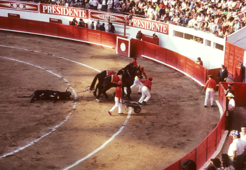 Dragging a bull from the ring in Guadalajara, Mexico