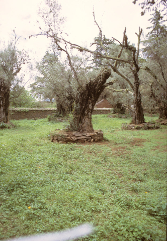 Olive trees in Tzintzuntzan, Mexico