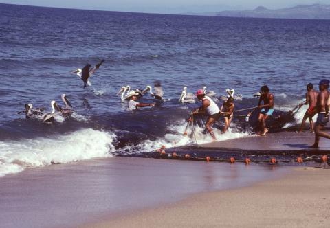 Pulling in a fishing net north of Puerto Vallarta, Mexico