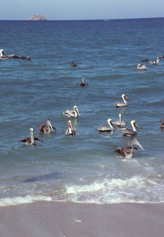 Pelicans floating in the Pacific ocean