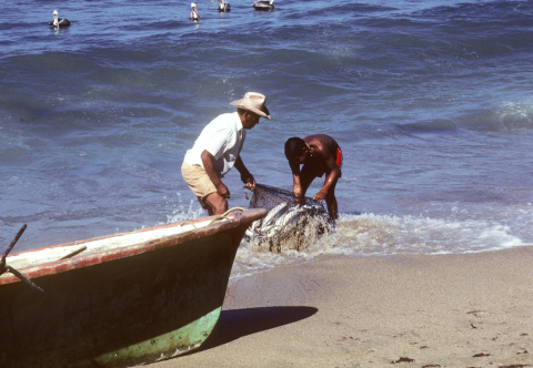 Net full of fish north of Puerto Vallarta, Mexico