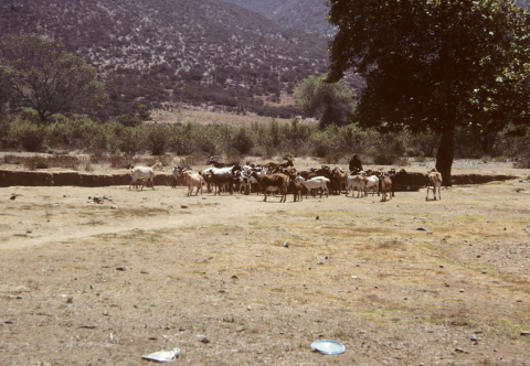 Goats south of Ensenada, Mexico