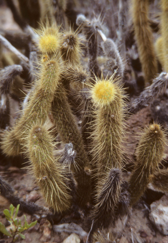 Short cactus in Baja, Mexico