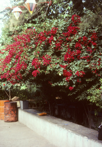 Flowering bougainvilla in Guanajuato, Mexico