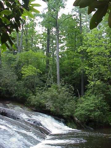 Plant communities - Mountain Creek Acidic Cove Forest