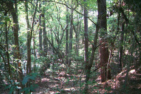 Plant and animal species in Nags Head Woods